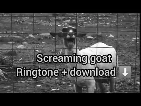 Screaming Goat Songs Are Taking Over YouTube photo 2