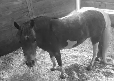A Horse Sexually Assaulted in Delaware image 1