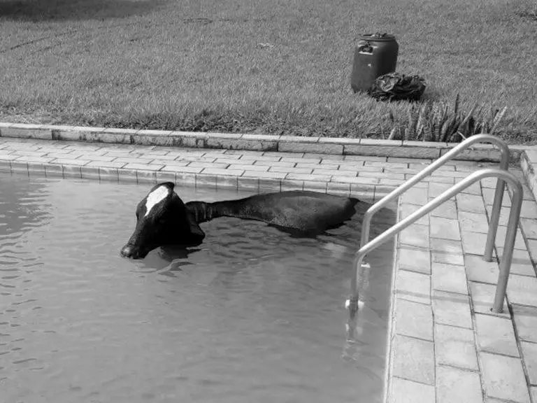 A Cow in a Swimming Pool image 2