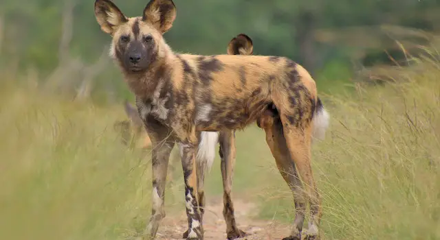 Why Do Hyenas Look Like Dogs?