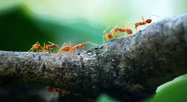 How Many Ants Can Carry a Human?