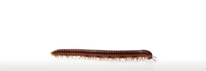 Can a Centipede Bite Cause Death? 