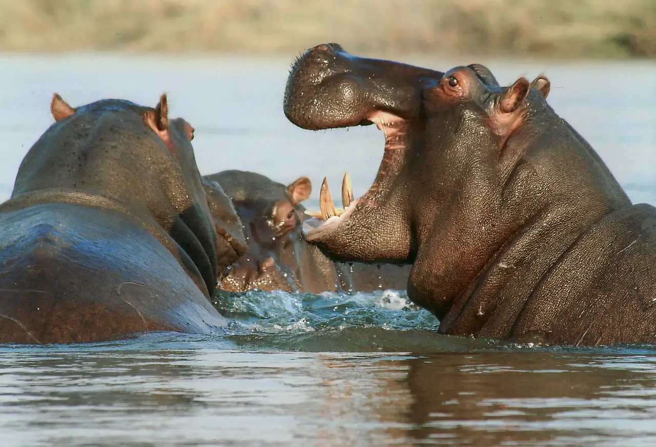 Do Hippos Eat Humans? 