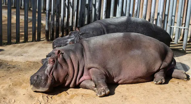 What Do Hippos Eat In The Wild?