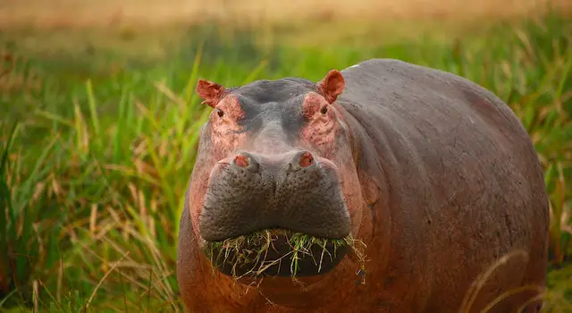 Do Hippos Eat Fish?