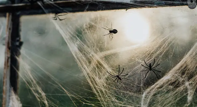 How Long Can Spiders Live Without Food?