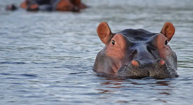 Do Hippos Eat Their Young?