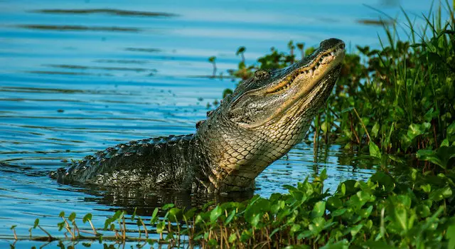 How Fast Can a Crocodile Run? 
