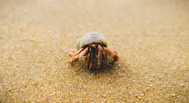 How Often Do Hermit Crabs Change Shells? 