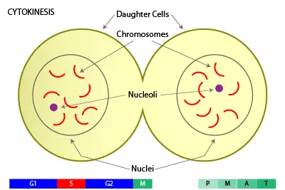 What Must Happen Before A Cell Can Begin Mitosis? Guide To Know