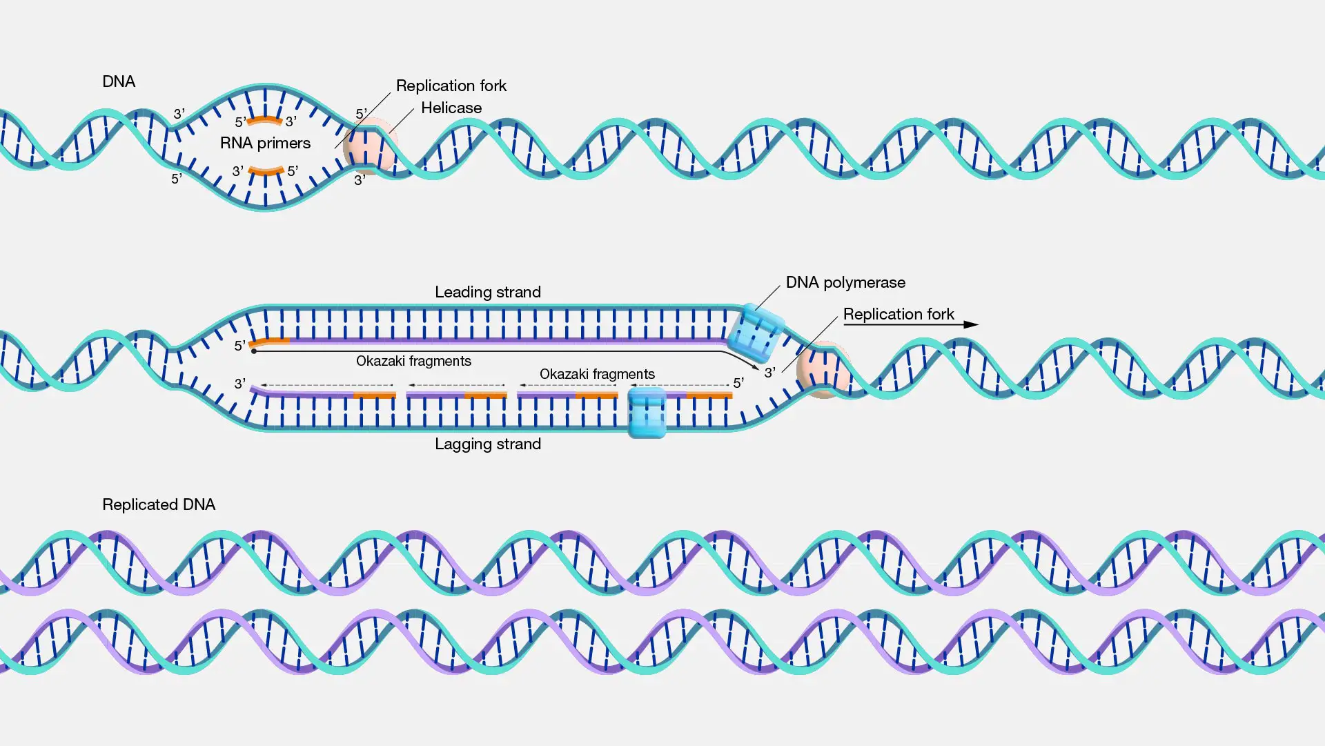 The Elongation Of The Leading Strand During Dna Synthesis? Guide To Know