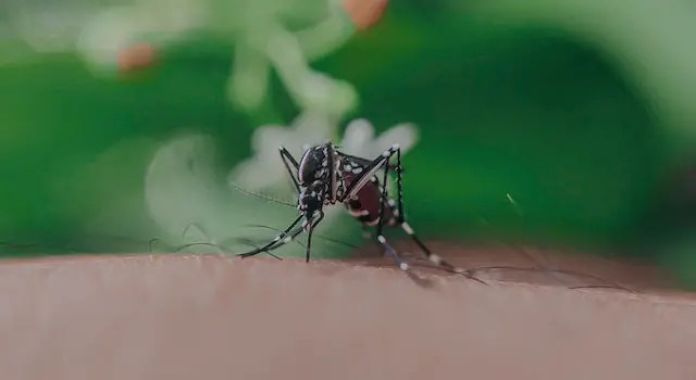 How Many Times Can One Mosquito Bite You?