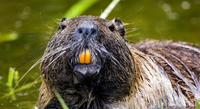 How Do Beavers Know When To Leave A Dam?