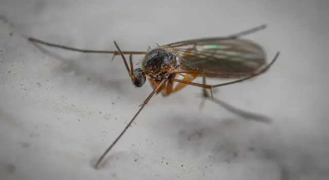 How Do Gnat Bites Get Rid Of?