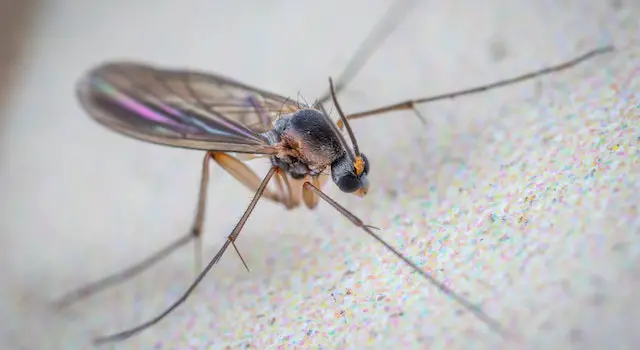 How Long Do Gnat Bites Last? A Better Guide To Know