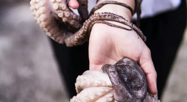 How Do Octopuses Breathe Underwater?