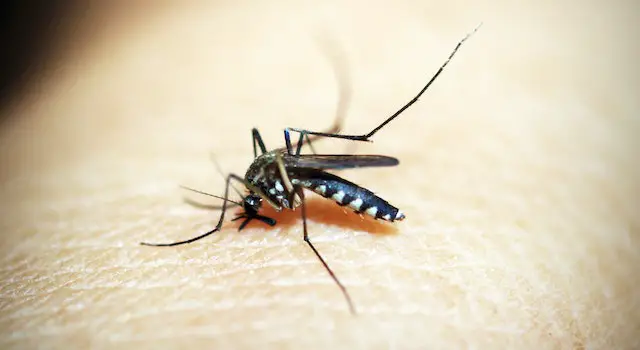 How Many Mosquito Bites Are Dangerous? Better Guide