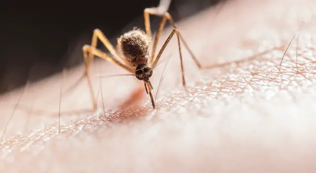 How To Treat Mosquito Bites On Legs? A Better Guide To Know