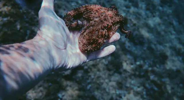 How Long Can An Octopus Breathe And Live On Land?