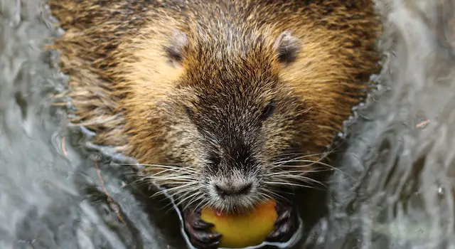 How Do Beavers Know Where To Build A Dam?
