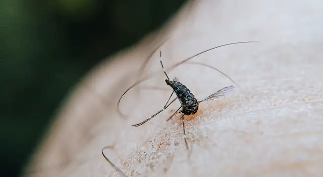 Here Are Some Tips To Help You Avoid Mosquito Bites: