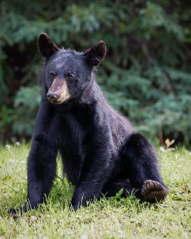 Can You Outrun a Bear?